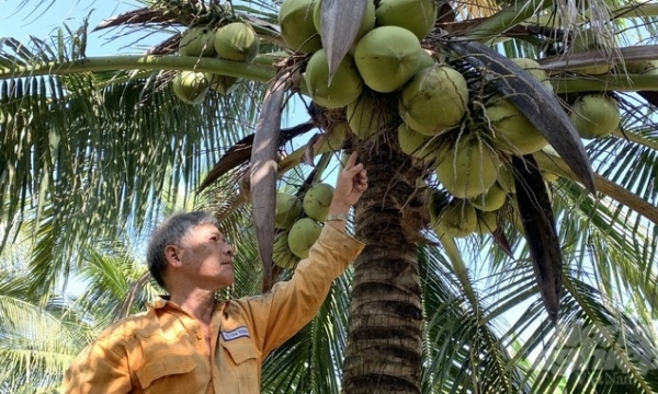Tra Vinh is well-prepared, ready to welcome the opportunity for fresh coconut export